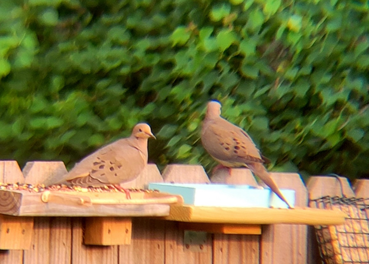 Mourning Dove - ML620733545