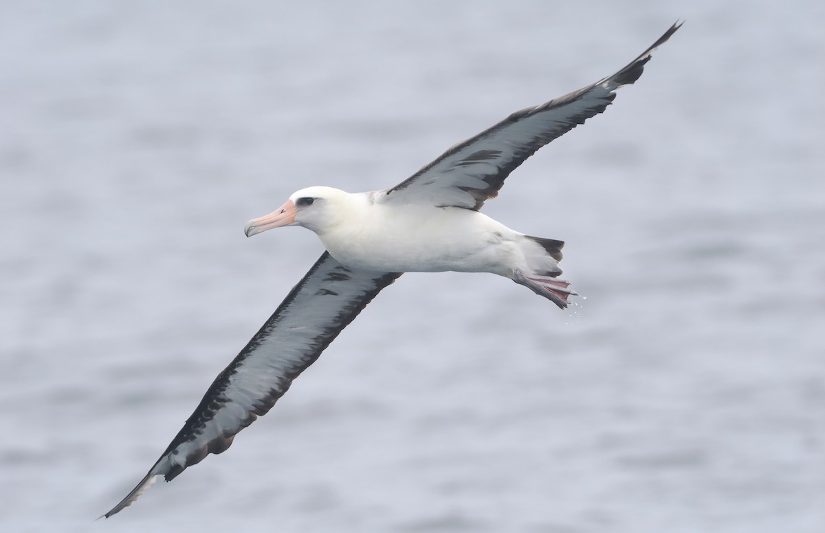 Albatros de Laysan - ML620733547