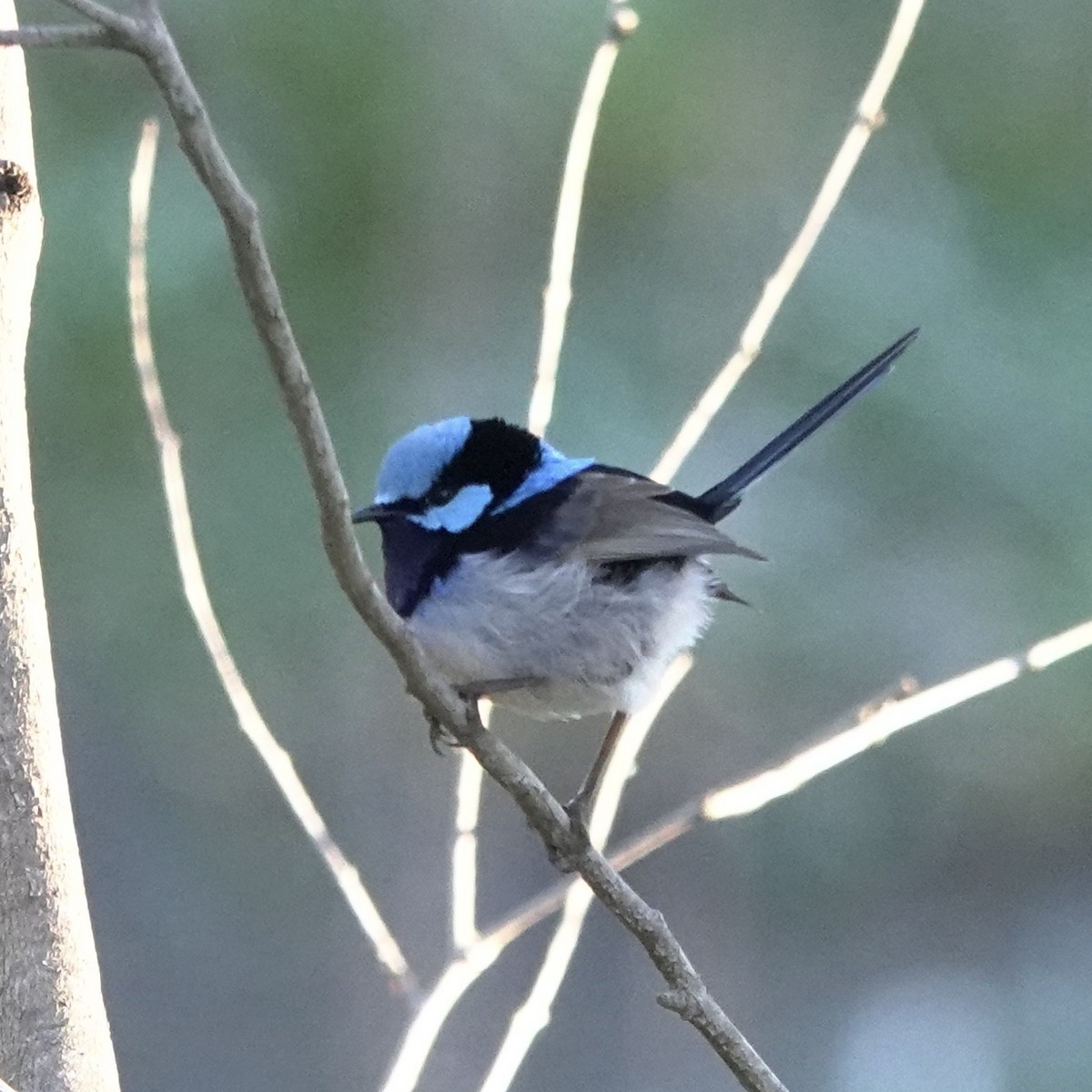 Superb Fairywren - ML620733548