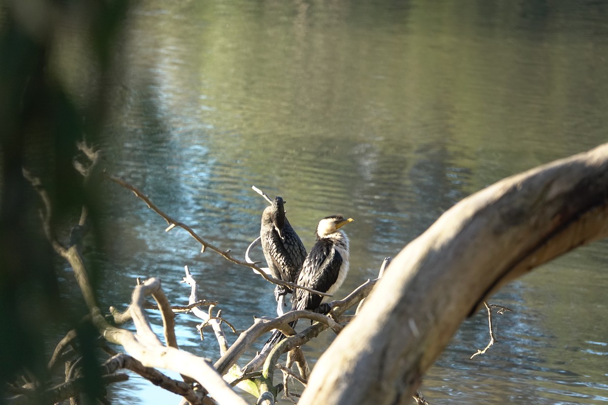 Little Pied Cormorant - ML620733549