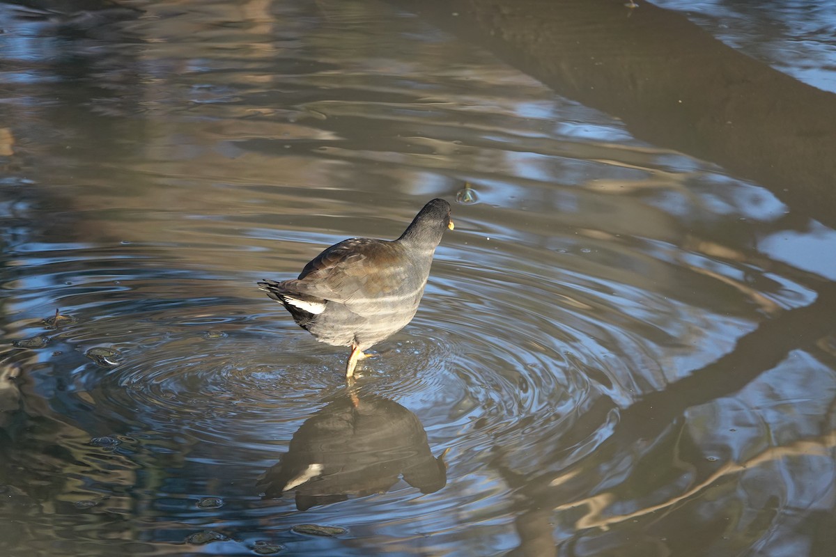 Dusky Moorhen - ML620733550