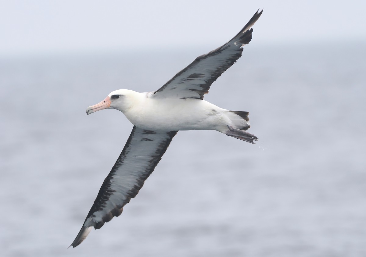 Laysan Albatross - ML620733554