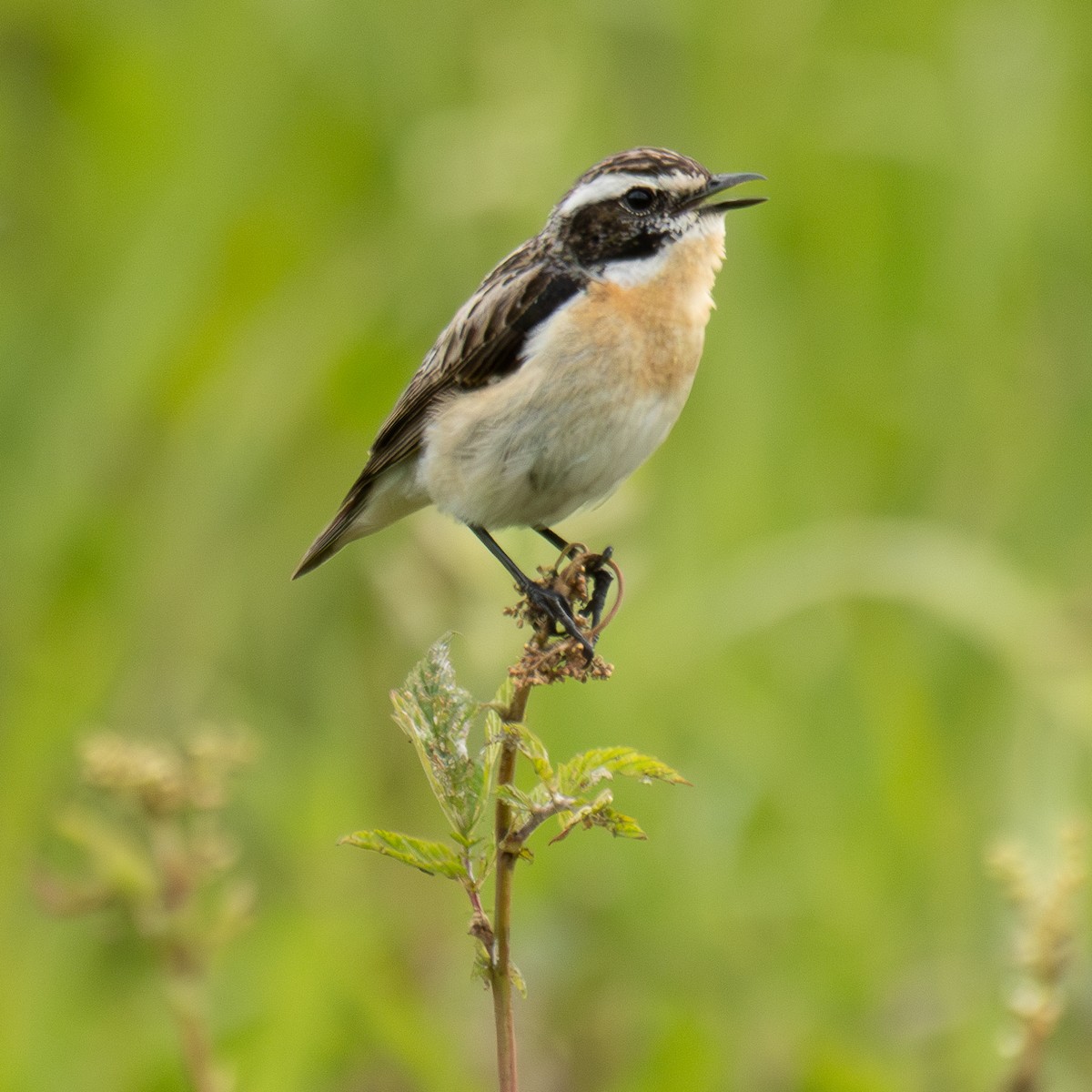 Whinchat - ML620733557