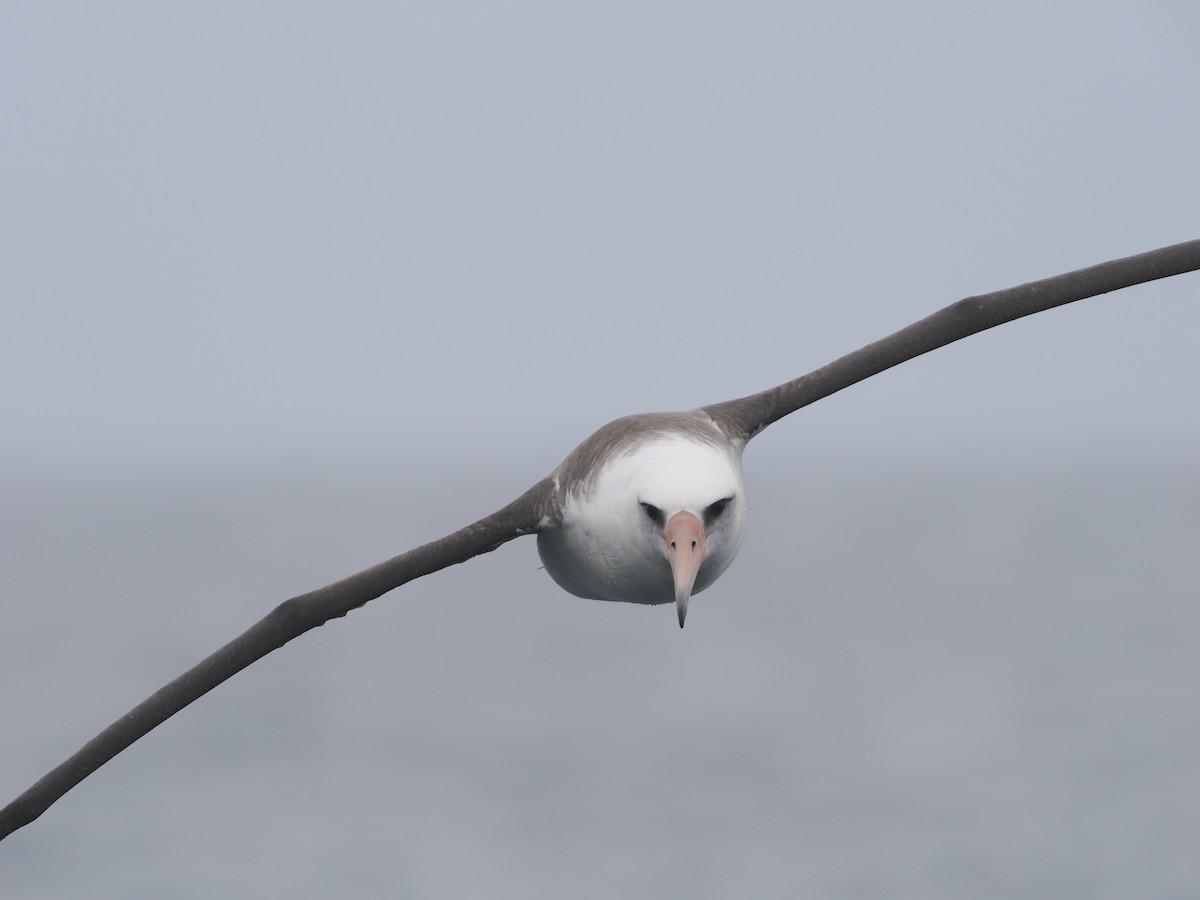 Laysan Albatross - ML620733558