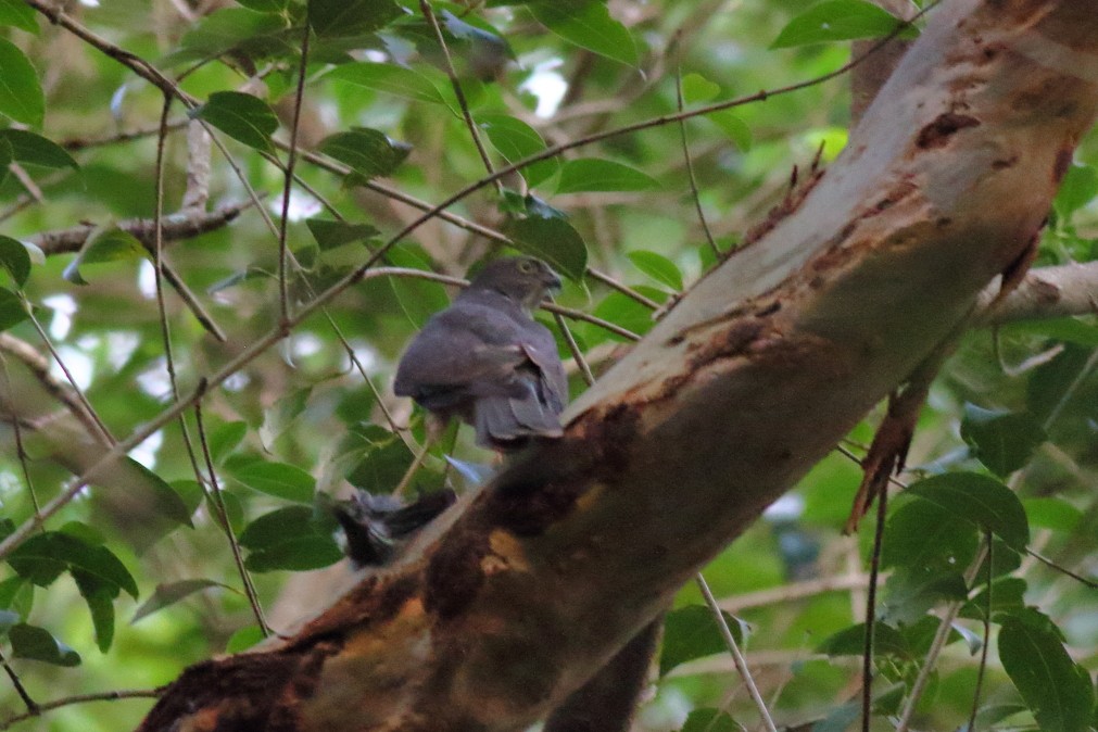 Collared Sparrowhawk - ML620733559