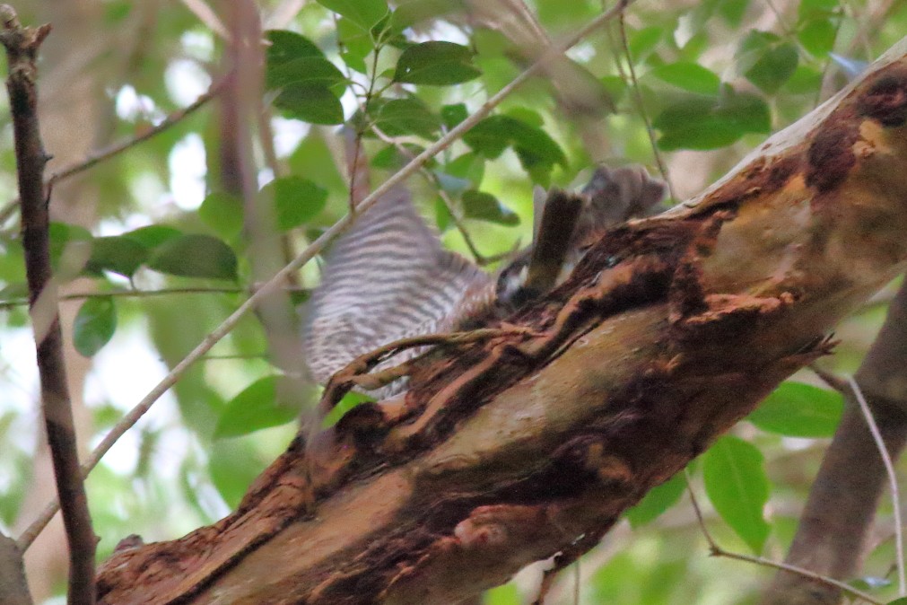 Collared Sparrowhawk - ML620733560