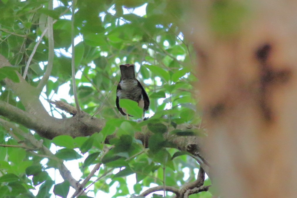 Collared Sparrowhawk - ML620733561