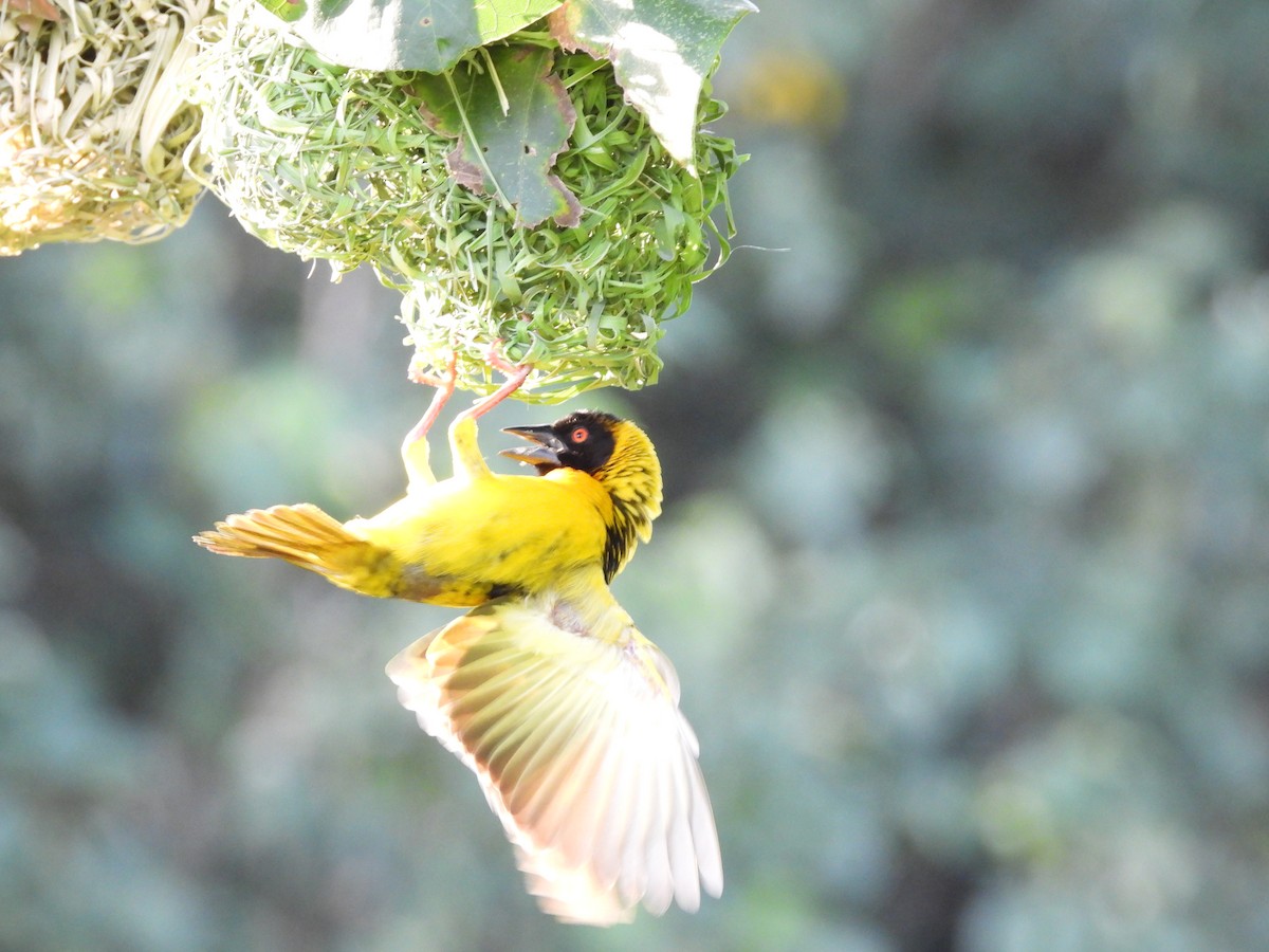 Village Weaver - Tivon Chen