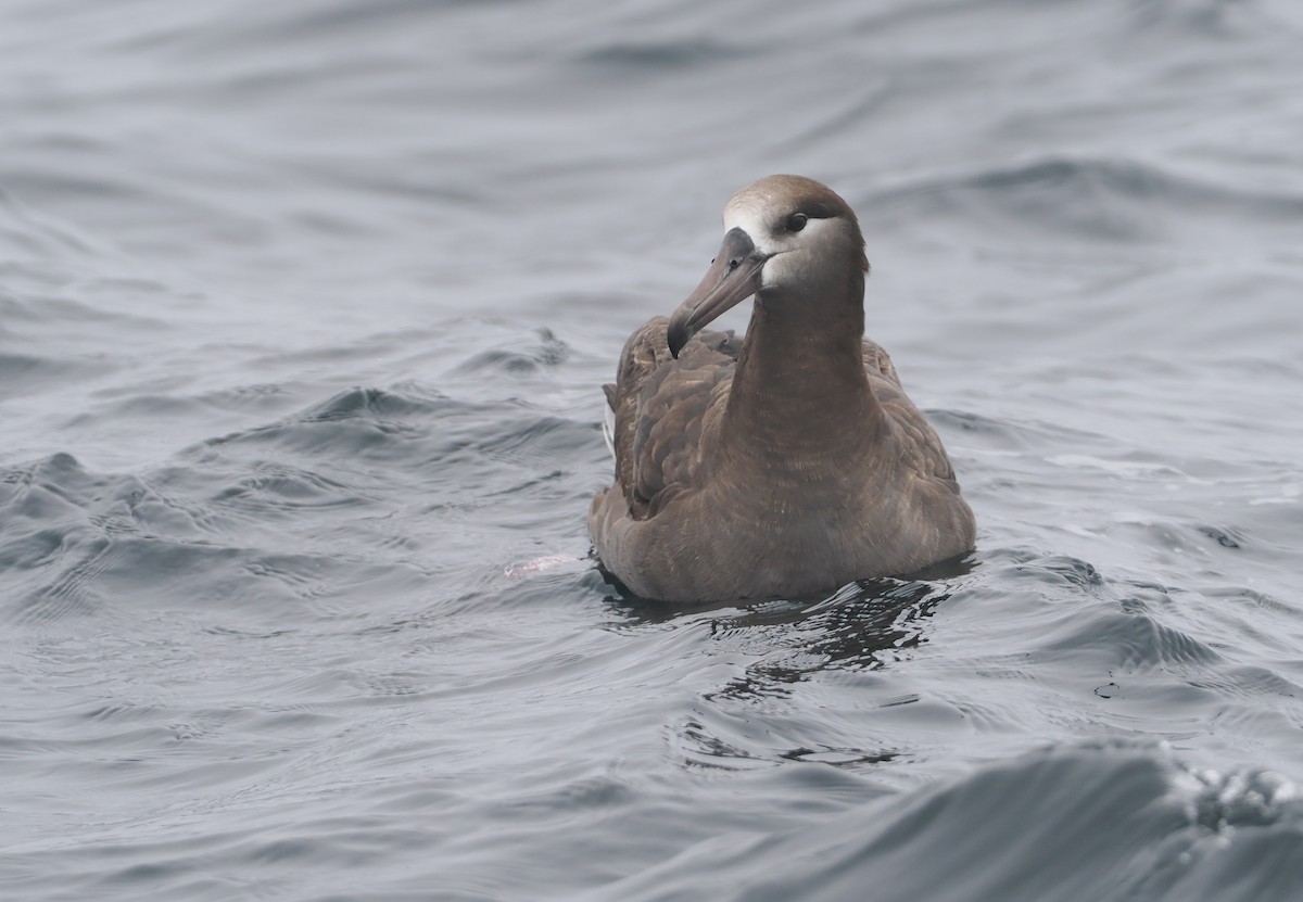 Albatros à pieds noirs - ML620733564