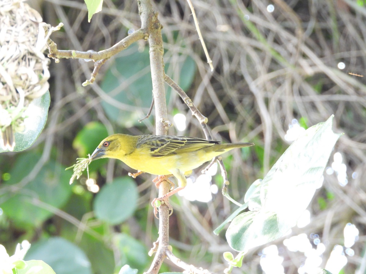 Village Weaver - ML620733565