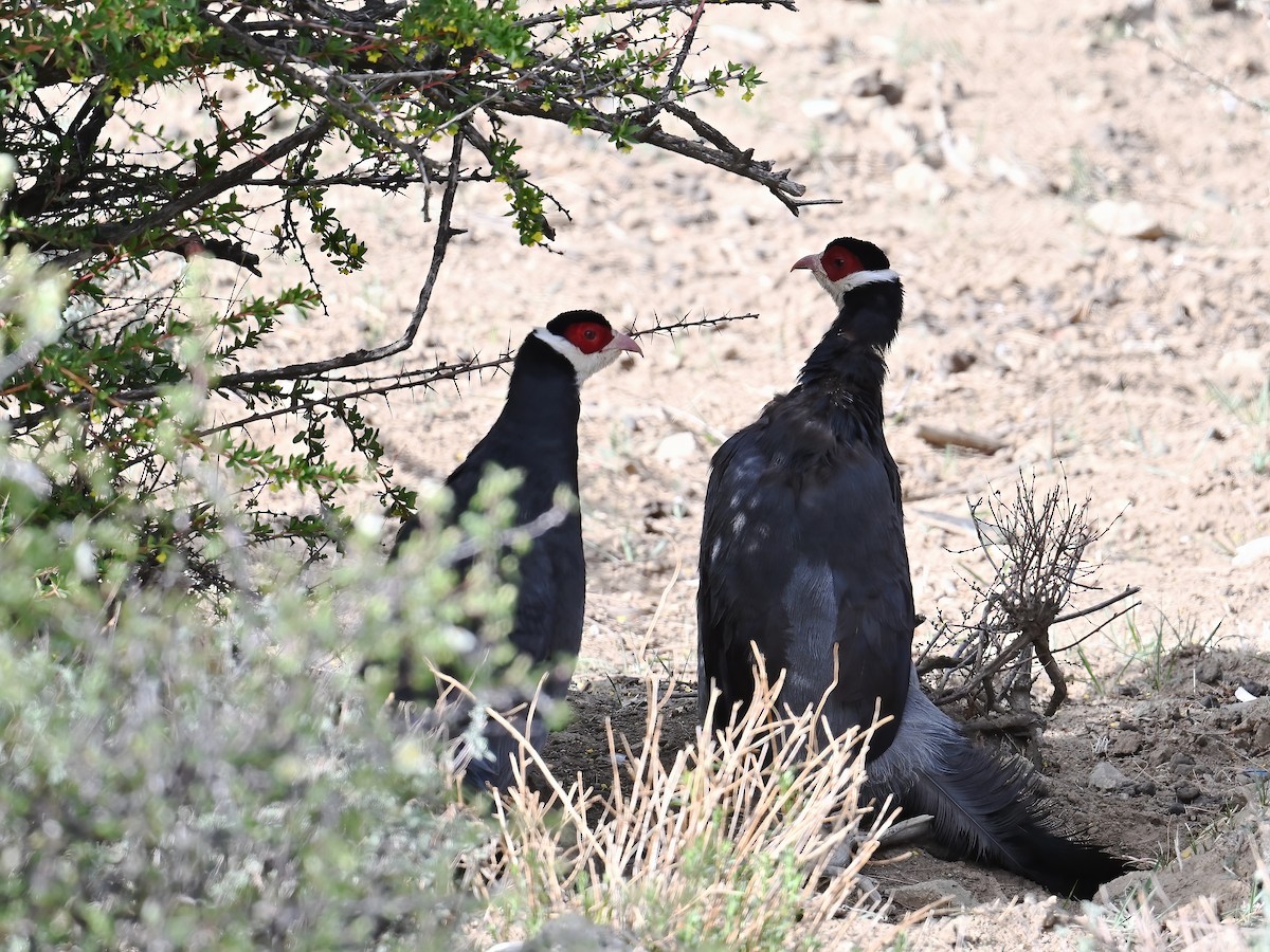 Tibetan Eared-Pheasant - ML620733577