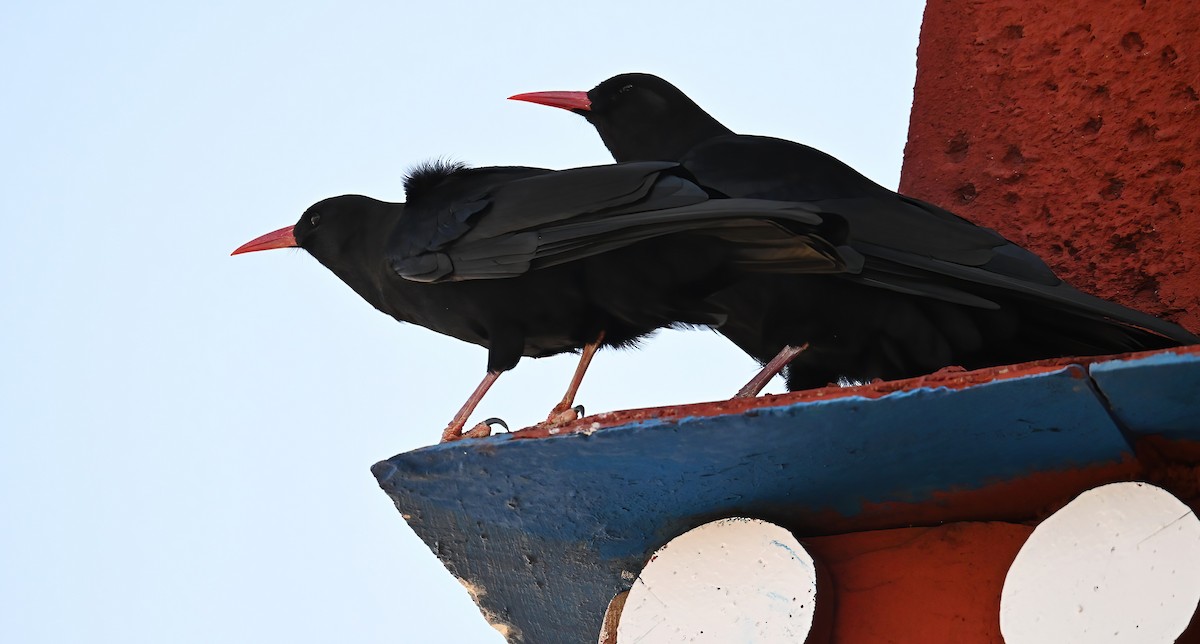 Red-billed Chough - ML620733578