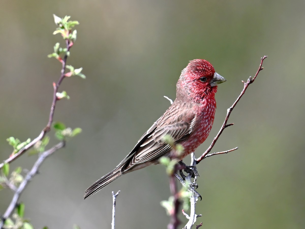 Streaked Rosefinch - ML620733580