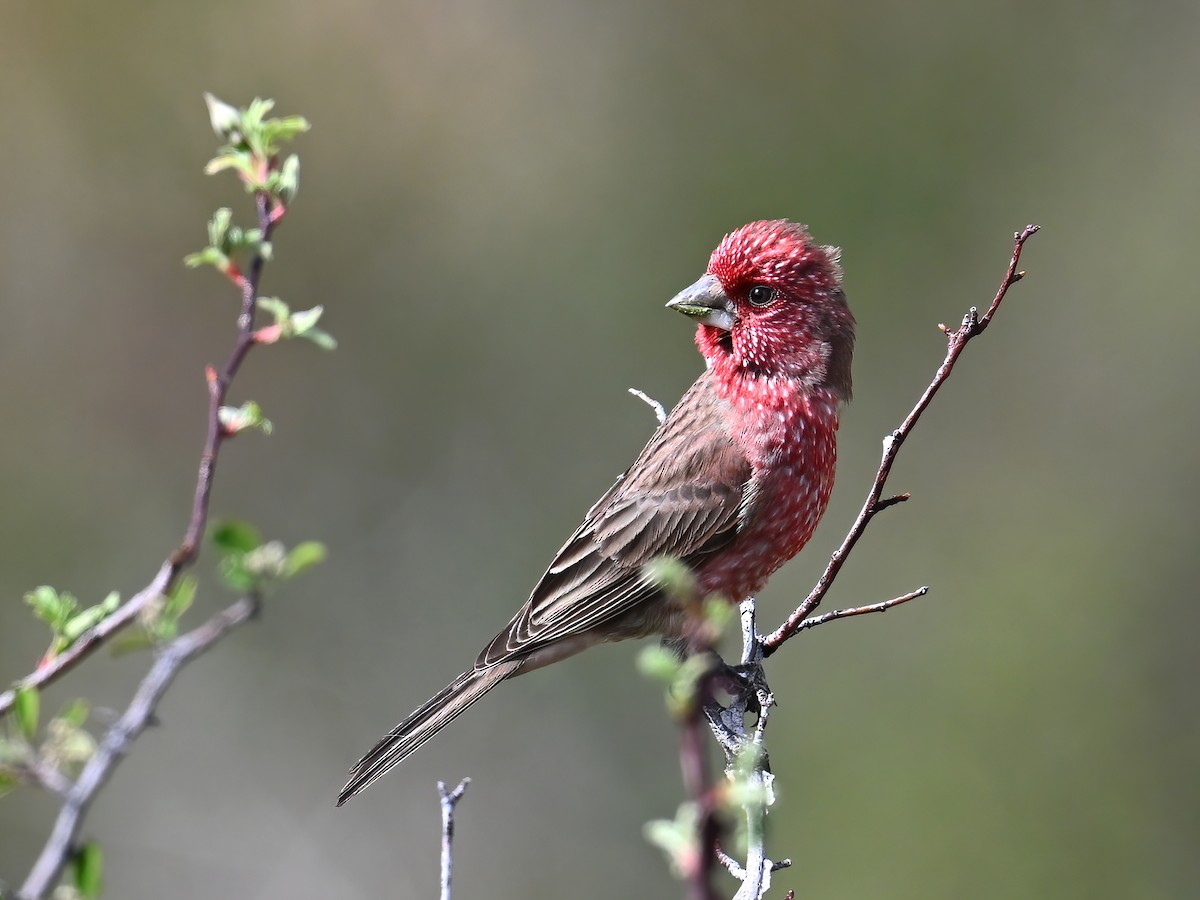 Streaked Rosefinch - ML620733581