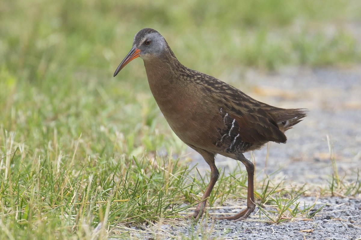 Virginia Rail - ML620733582