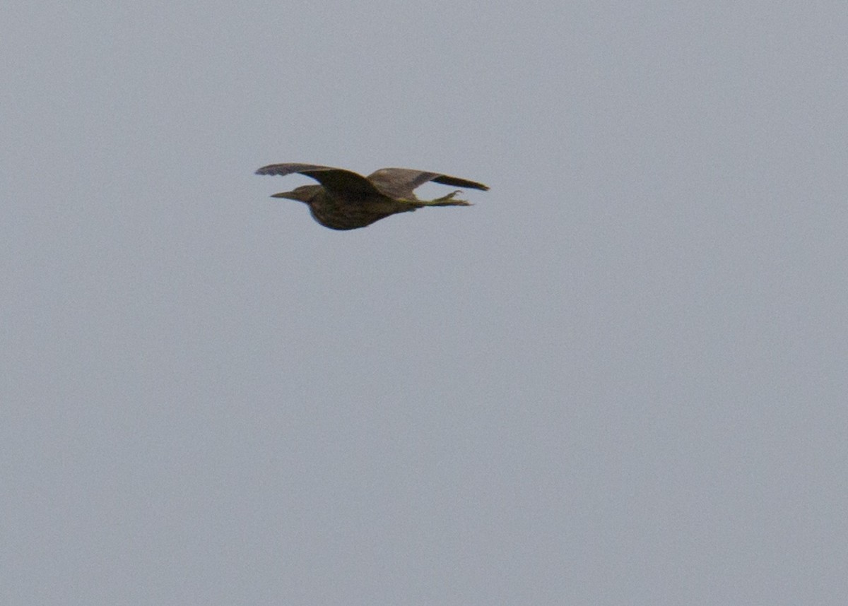 American Bittern - ML620733587