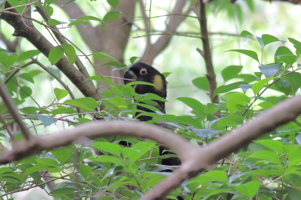 Yellow-tailed Black-Cockatoo - ML620733590