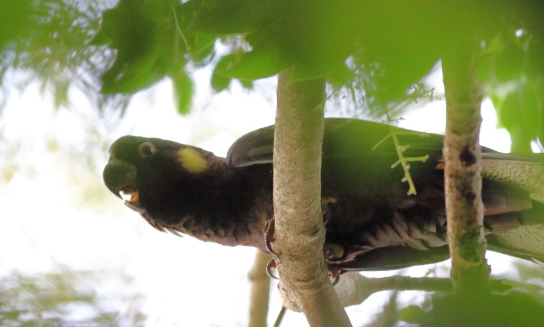 Yellow-tailed Black-Cockatoo - ML620733593