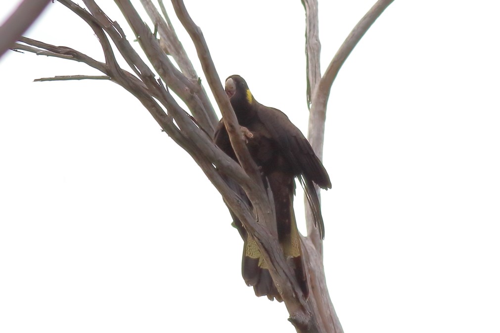 Yellow-tailed Black-Cockatoo - ML620733596