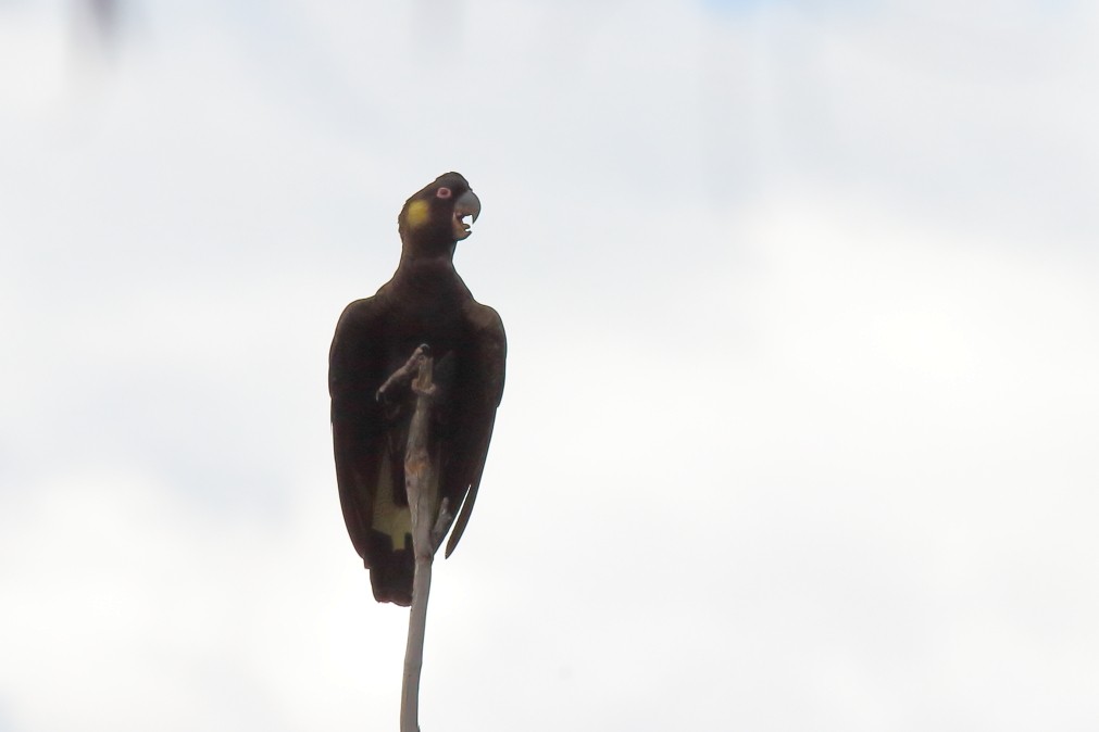 Yellow-tailed Black-Cockatoo - ML620733598