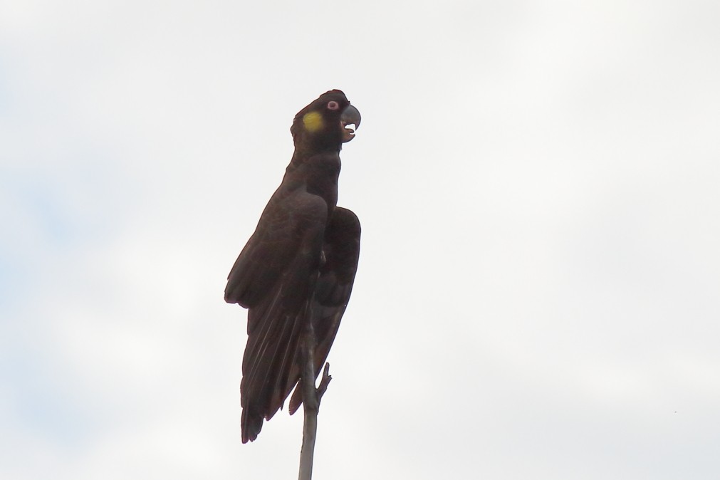 Yellow-tailed Black-Cockatoo - ML620733599