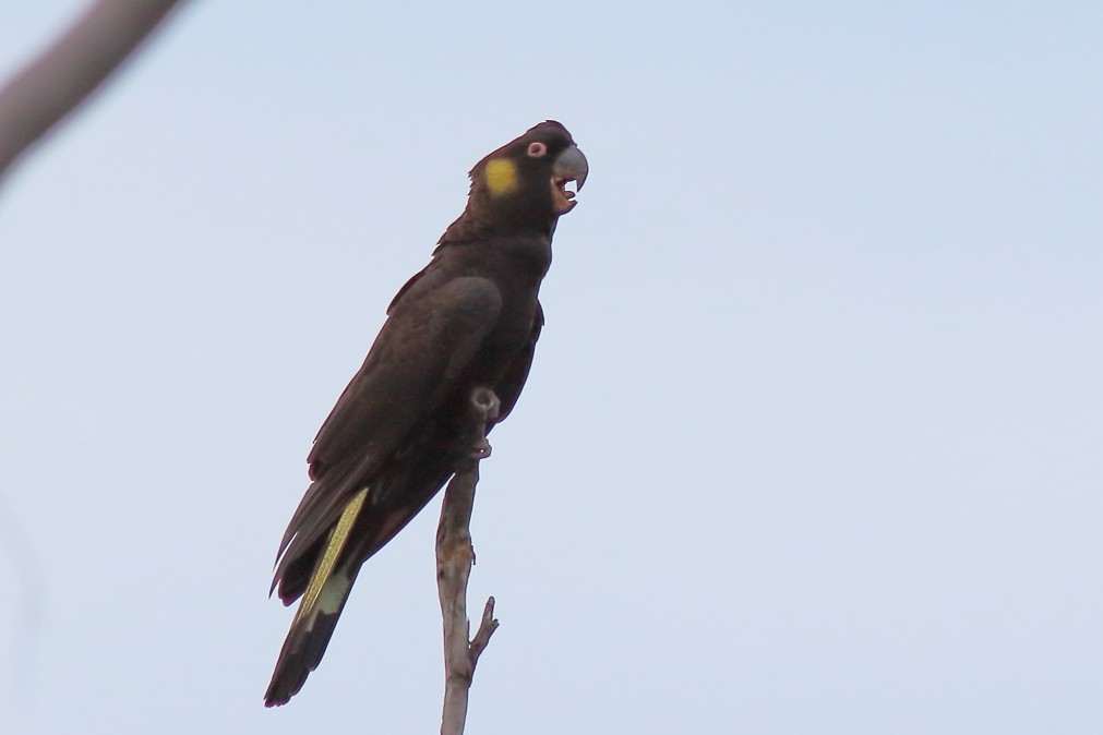 Yellow-tailed Black-Cockatoo - ML620733600