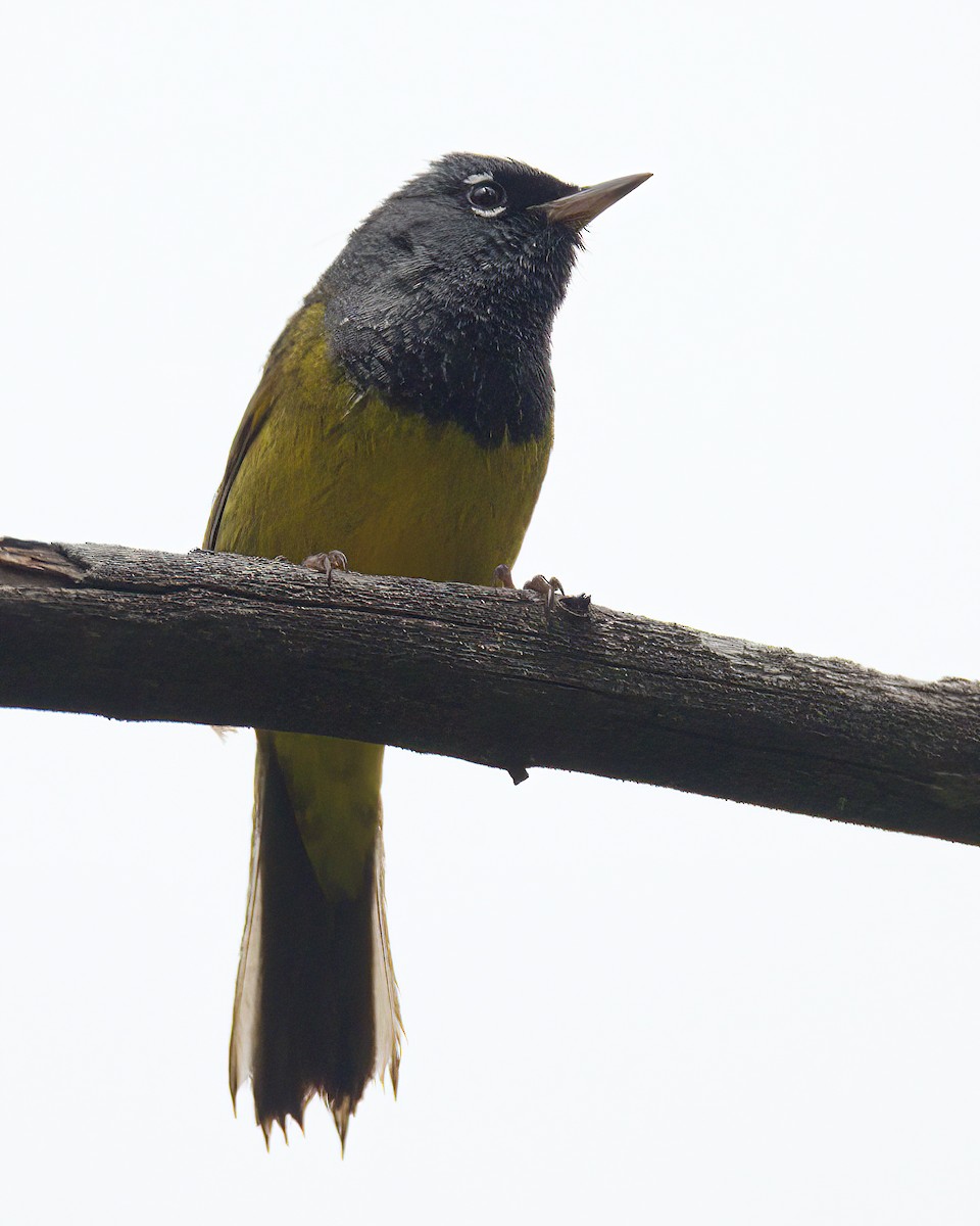 MacGillivray's Warbler - ML620733602