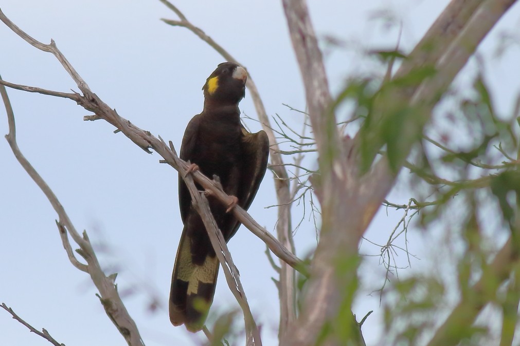 Yellow-tailed Black-Cockatoo - ML620733605