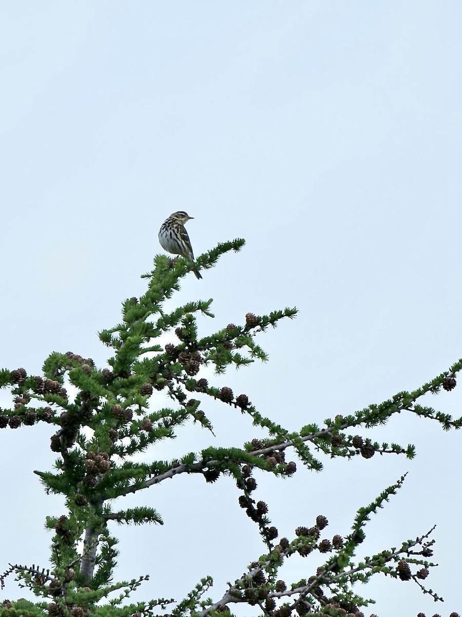 Olive-backed Pipit - ML620733606