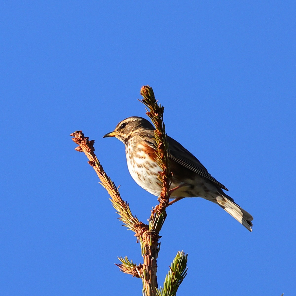 Redwing - ML620733607