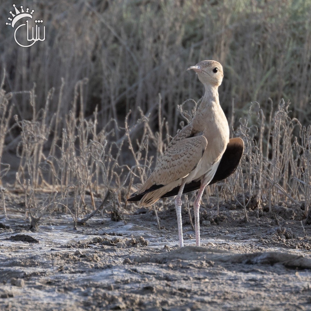 Cream-colored Courser - ML620733608