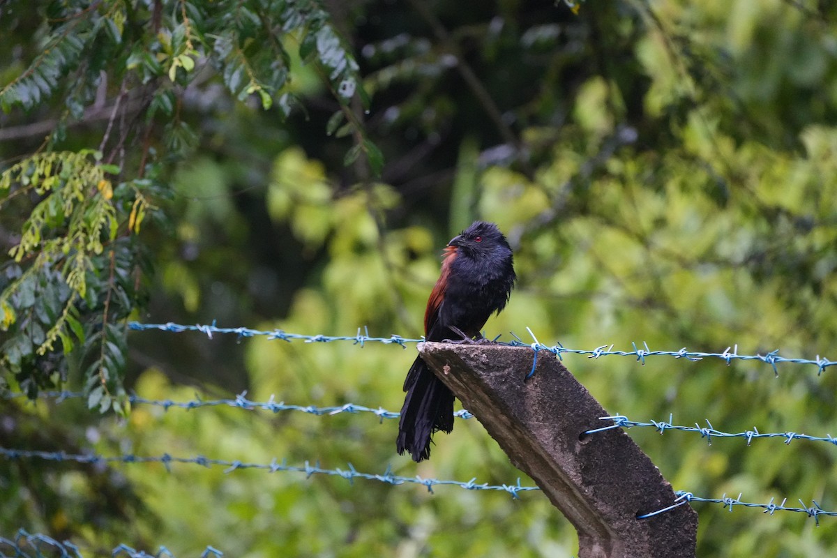 Greater Coucal - ML620733609