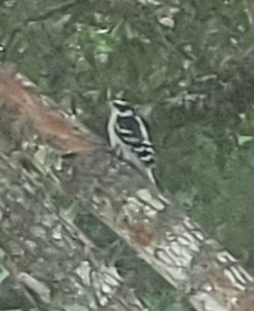 Downy Woodpecker - ML620733610