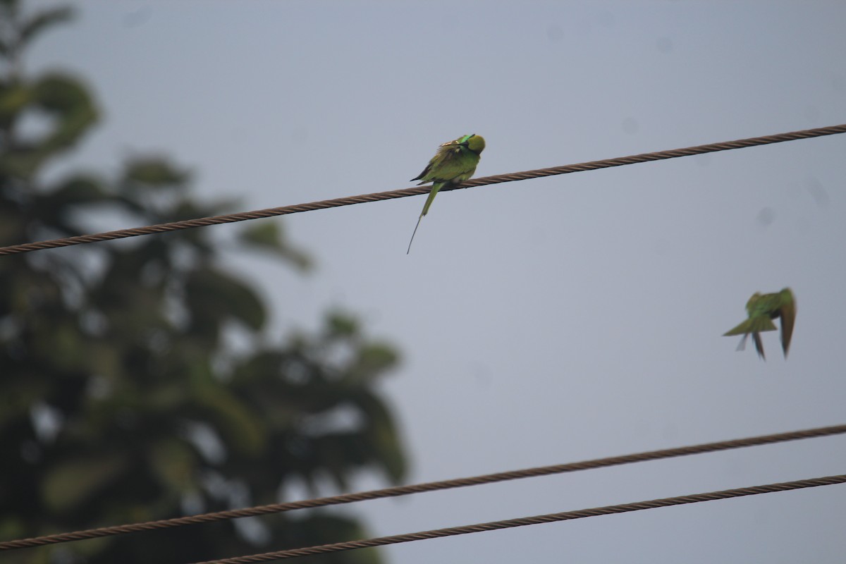 Asian Green Bee-eater - ML620733611
