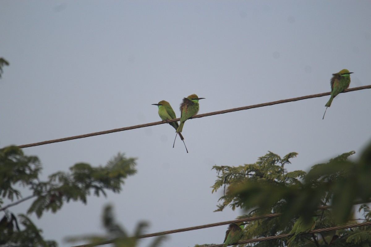 Asian Green Bee-eater - ML620733612