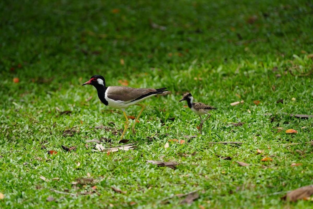 Red-wattled Lapwing - ML620733614