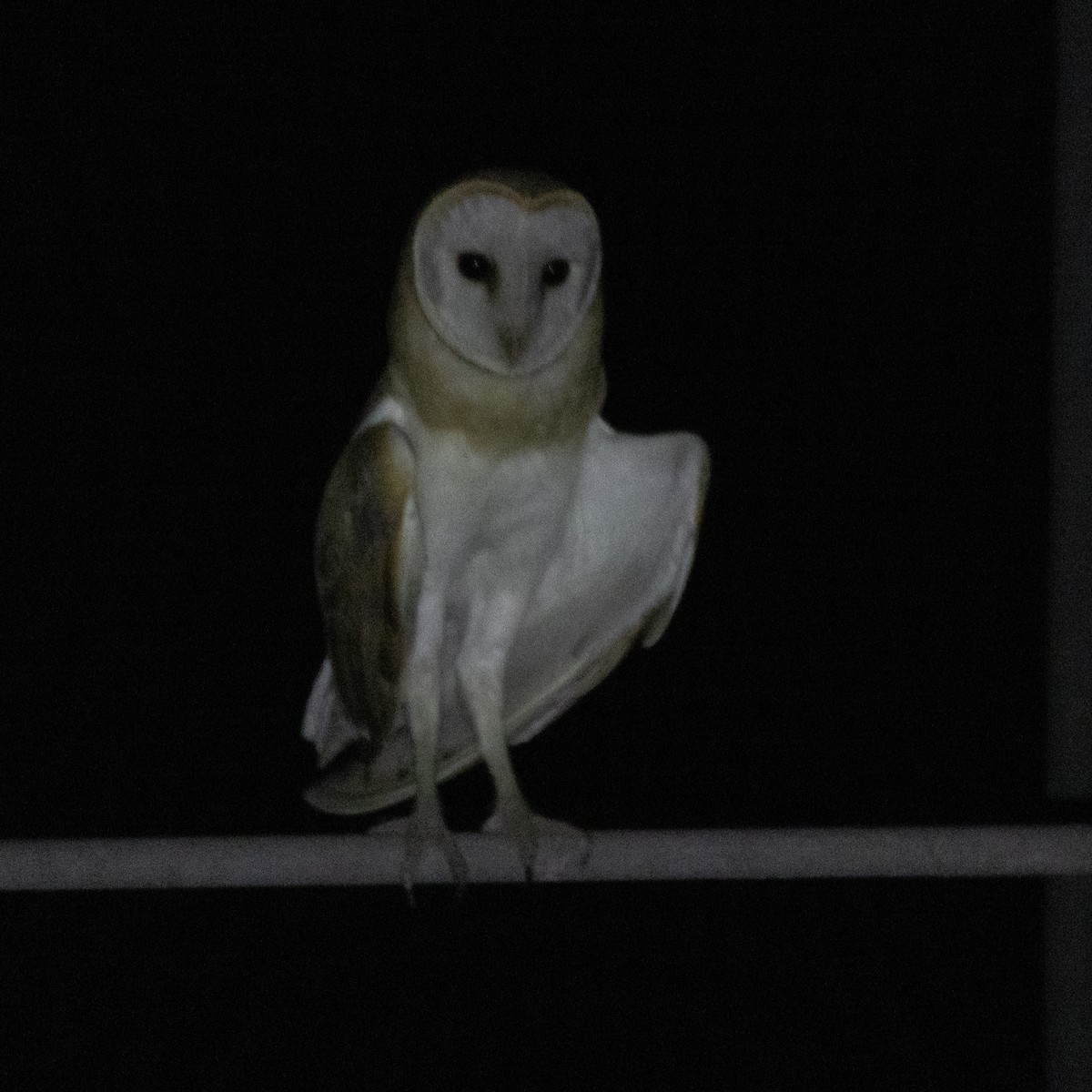 Barn Owl - ML620733615