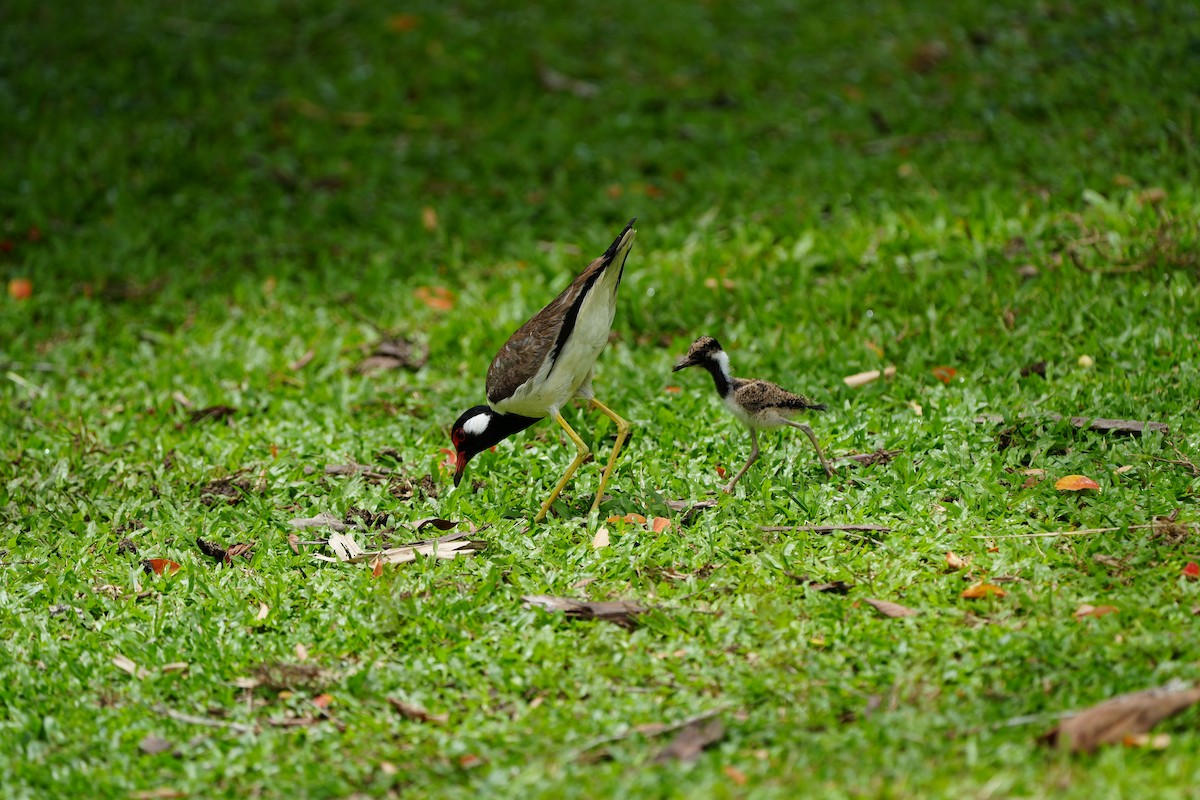 Red-wattled Lapwing - ML620733616