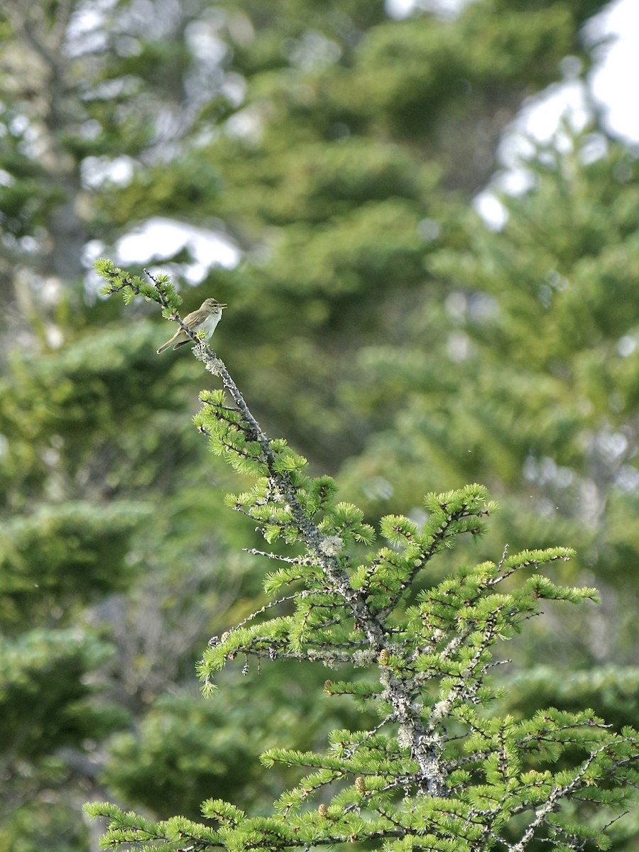 Japanese Leaf Warbler - Hideki Sekimoto