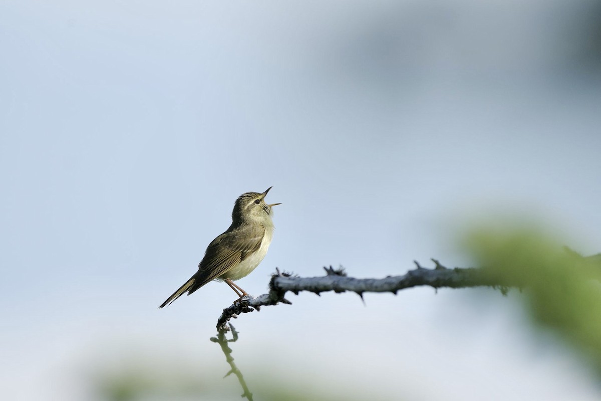 Japanese Leaf Warbler - ML620733618