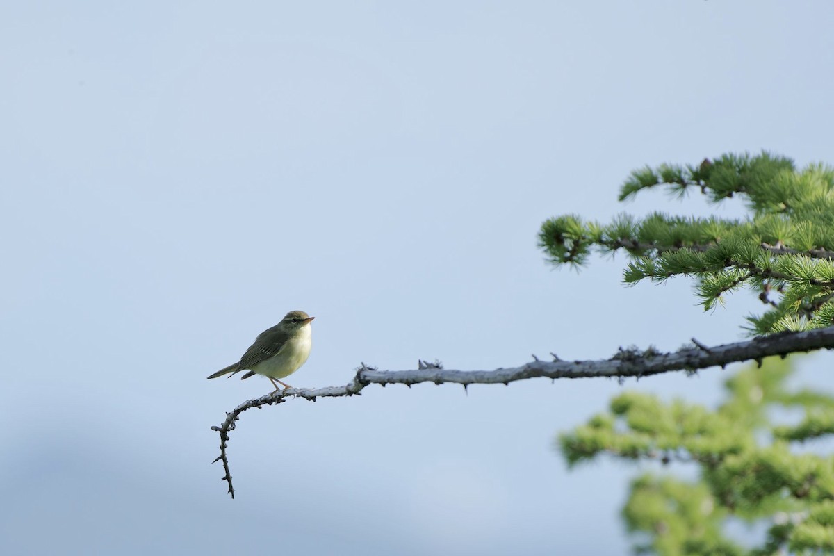 Japanese Leaf Warbler - ML620733620