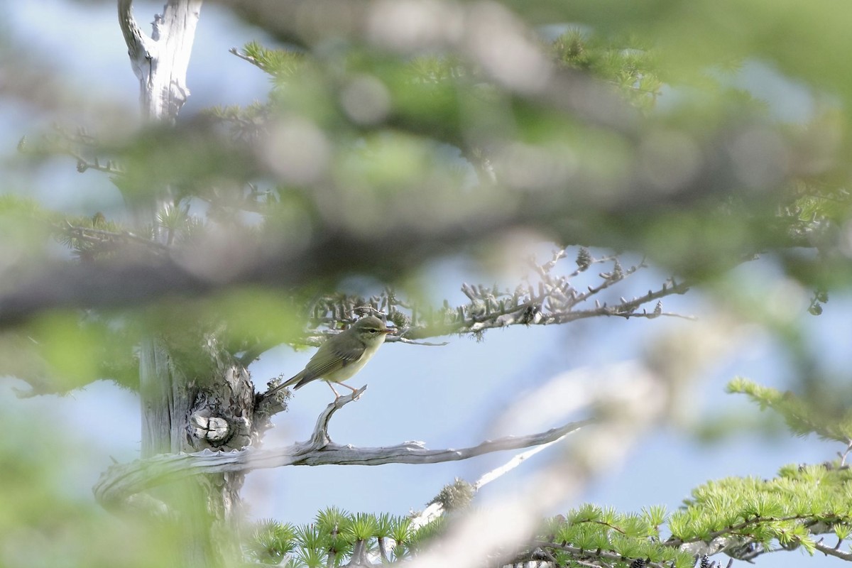 Japanese Leaf Warbler - ML620733622