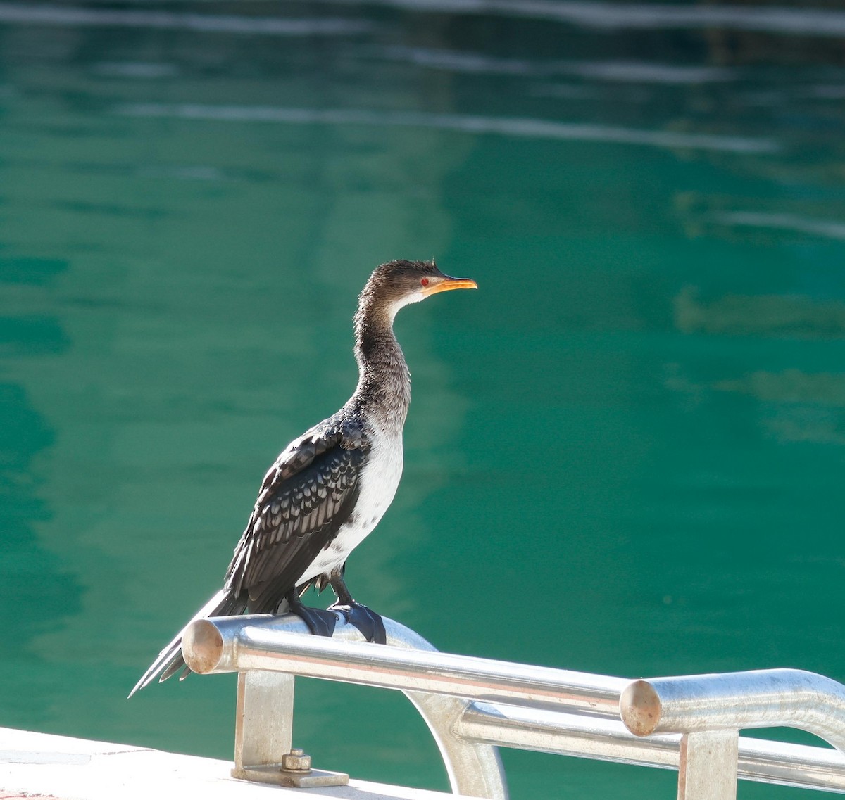 Long-tailed Cormorant - ML620733624