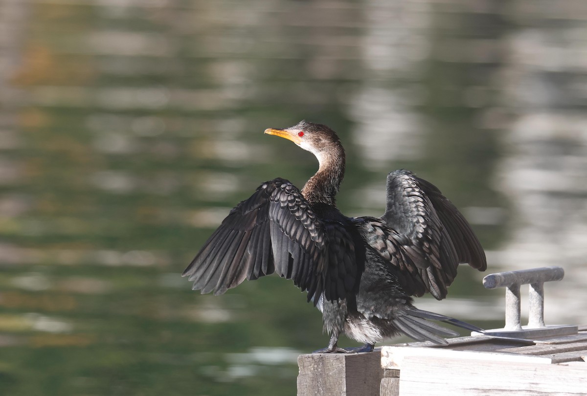 Long-tailed Cormorant - Louise Summerhayes