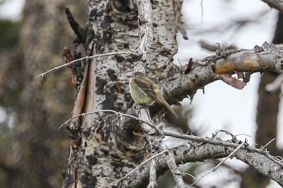 Dusky Flycatcher - ML620733627