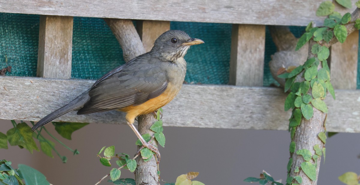 Olive Thrush - ML620733628