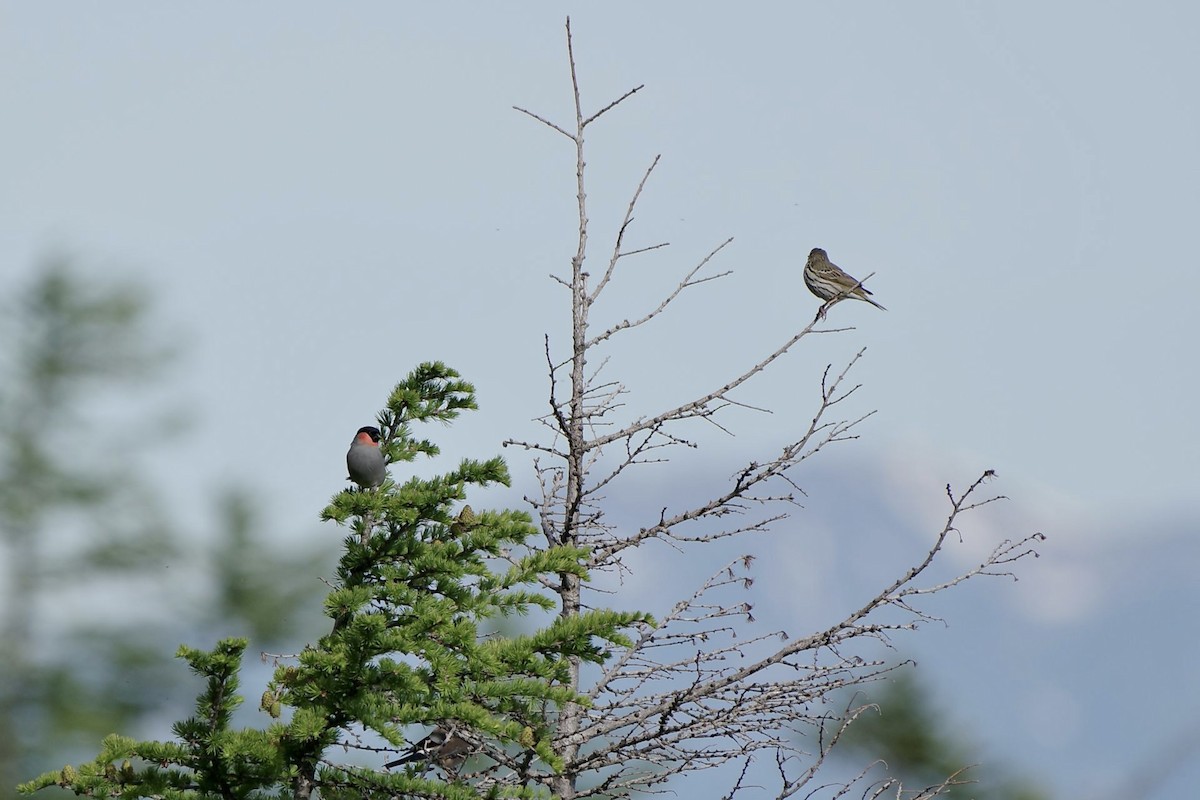 Eurasian Bullfinch - ML620733629