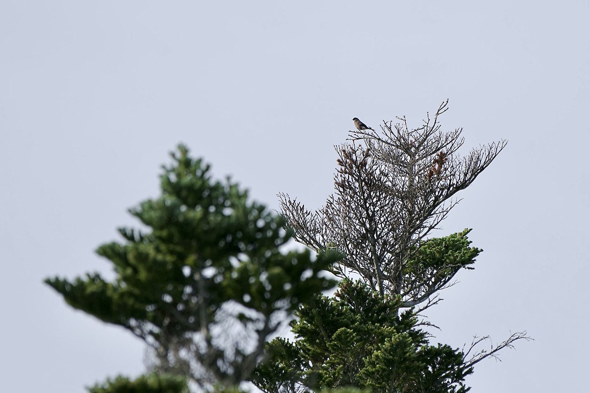 Eurasian Bullfinch - ML620733630