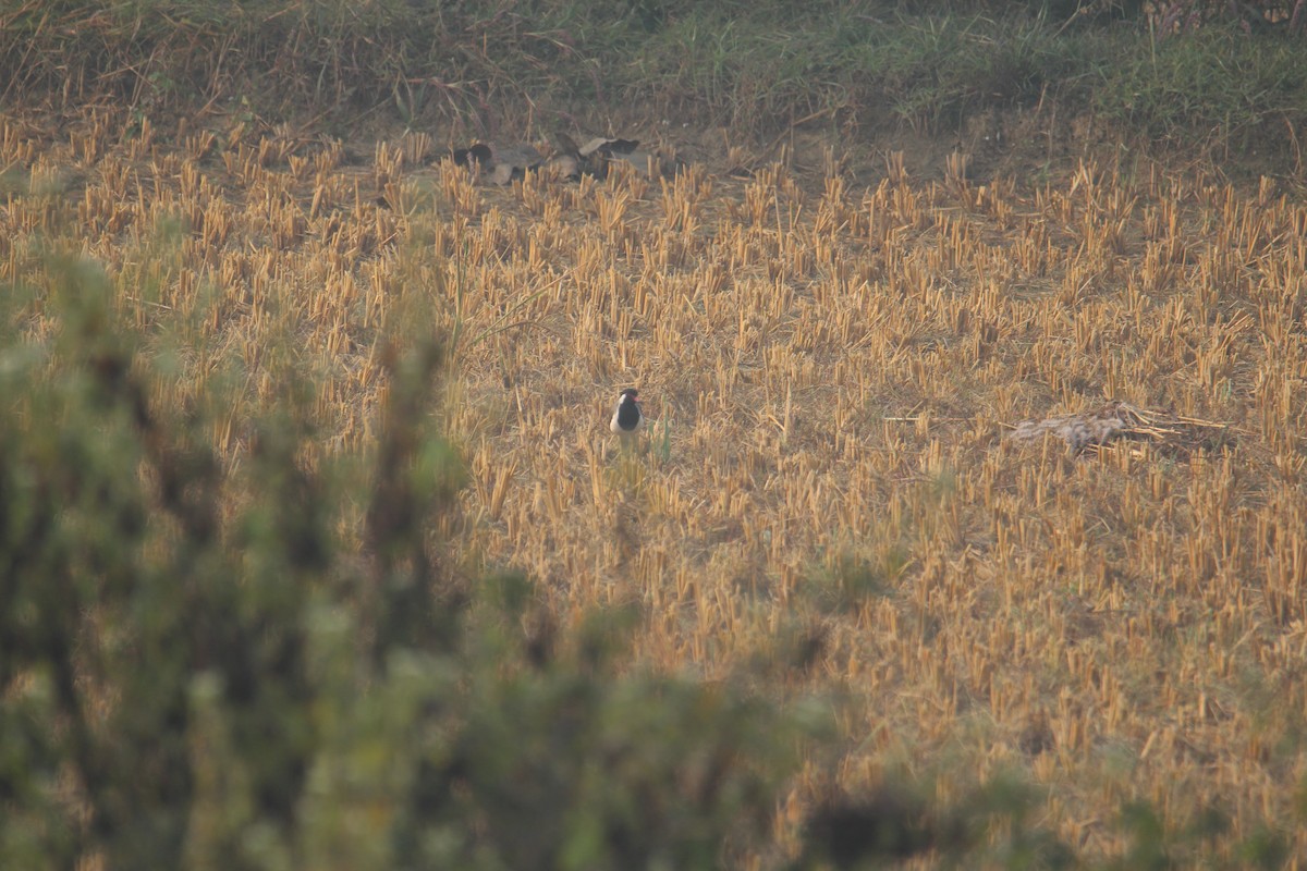 Red-wattled Lapwing - ML620733631