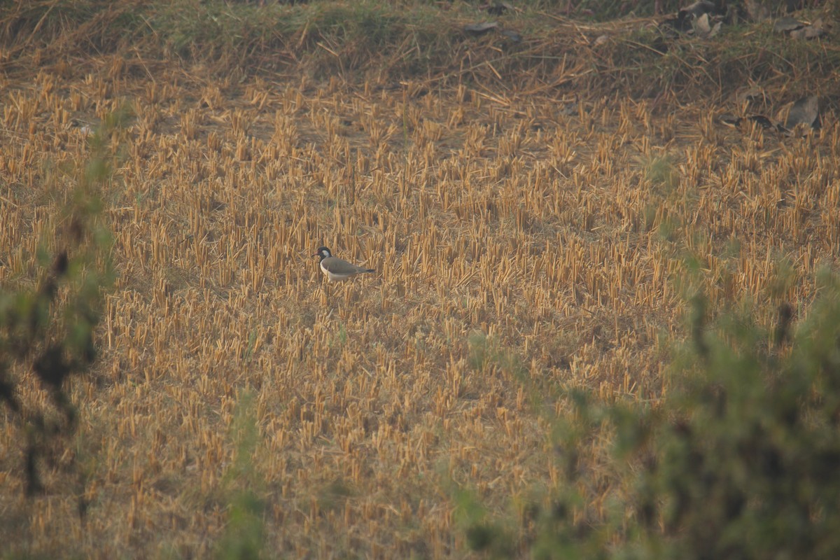 Red-wattled Lapwing - ML620733632